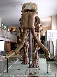 Скелет южного слона в Ставропольском 
музее