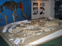 Кости скелета южного слона в Ставропольском 
музее