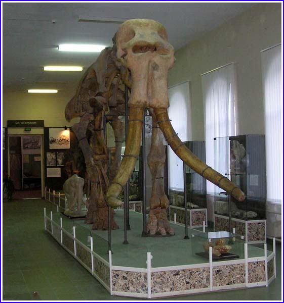 Где живет южный слон. Южный слон в музее Ставрополя. Ставропольский краеведческий музей Южный слон. Краеведческий музей Ставрополь слоны. Южный слон в Ставропольском музее.